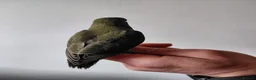 Lovebirds birds for sale: Cute little lovebirds babies  - Advert 13