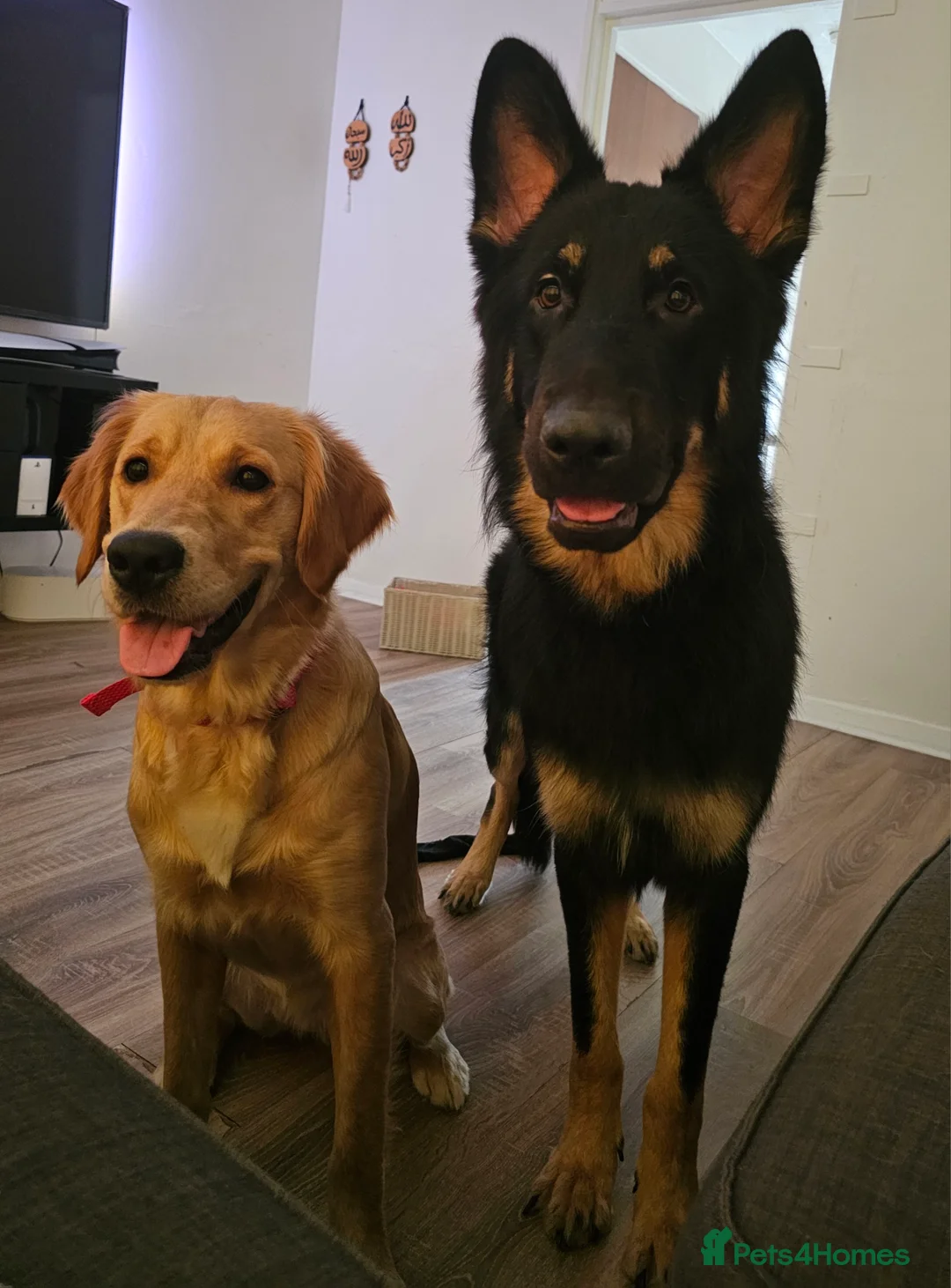 Mixed Breed dogs for sale: Golden Shepherd pup - Advert 7