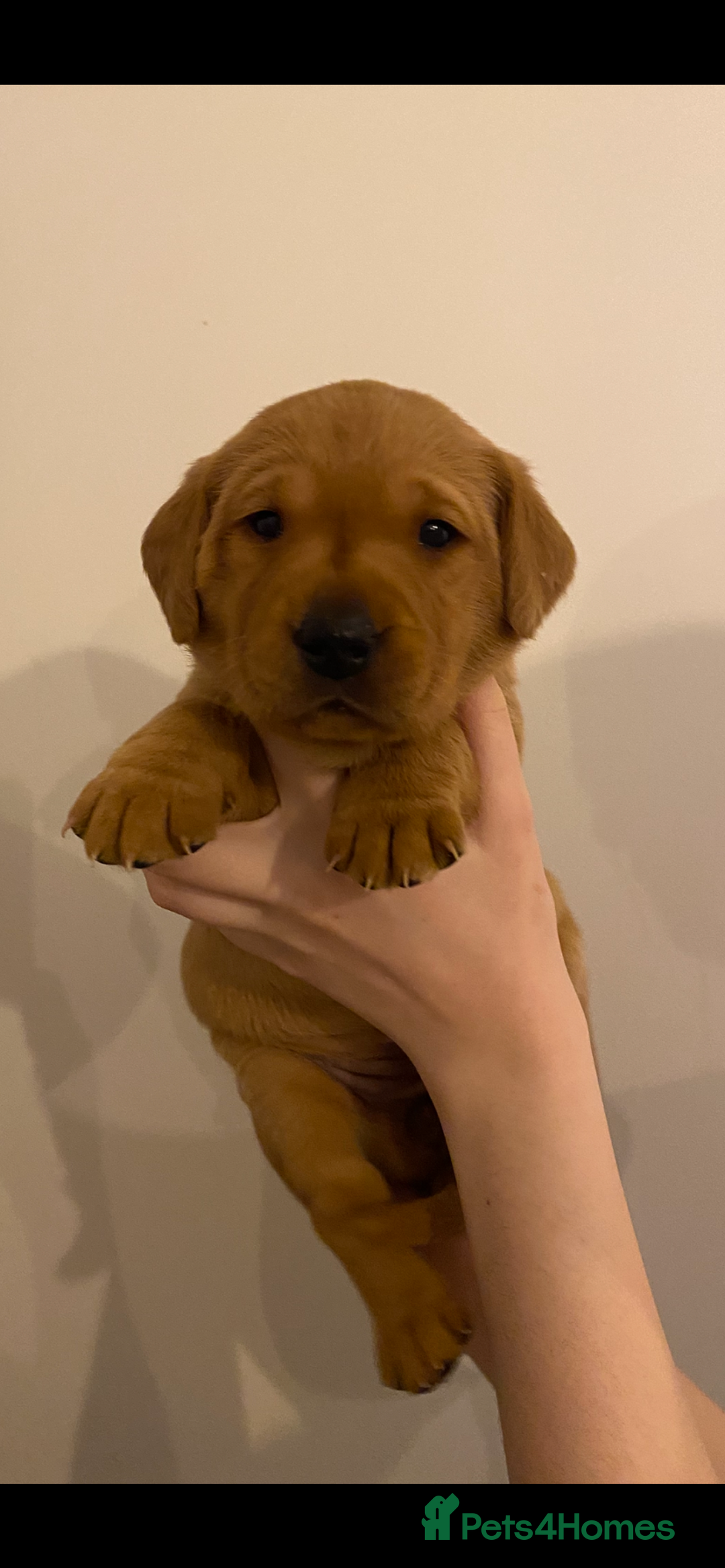 Labrador Retriever dogs for sale: Beautiful Fox Red Labrador KC Reg Puppies  - Advert 10