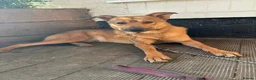 Mixed Breed dogs for adoption: Toffee - Norwich Norfolk  in Norwich - Advert 8