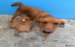 Goldador dogs for sale: Chunky dark red Goldador puppies  - Image 10