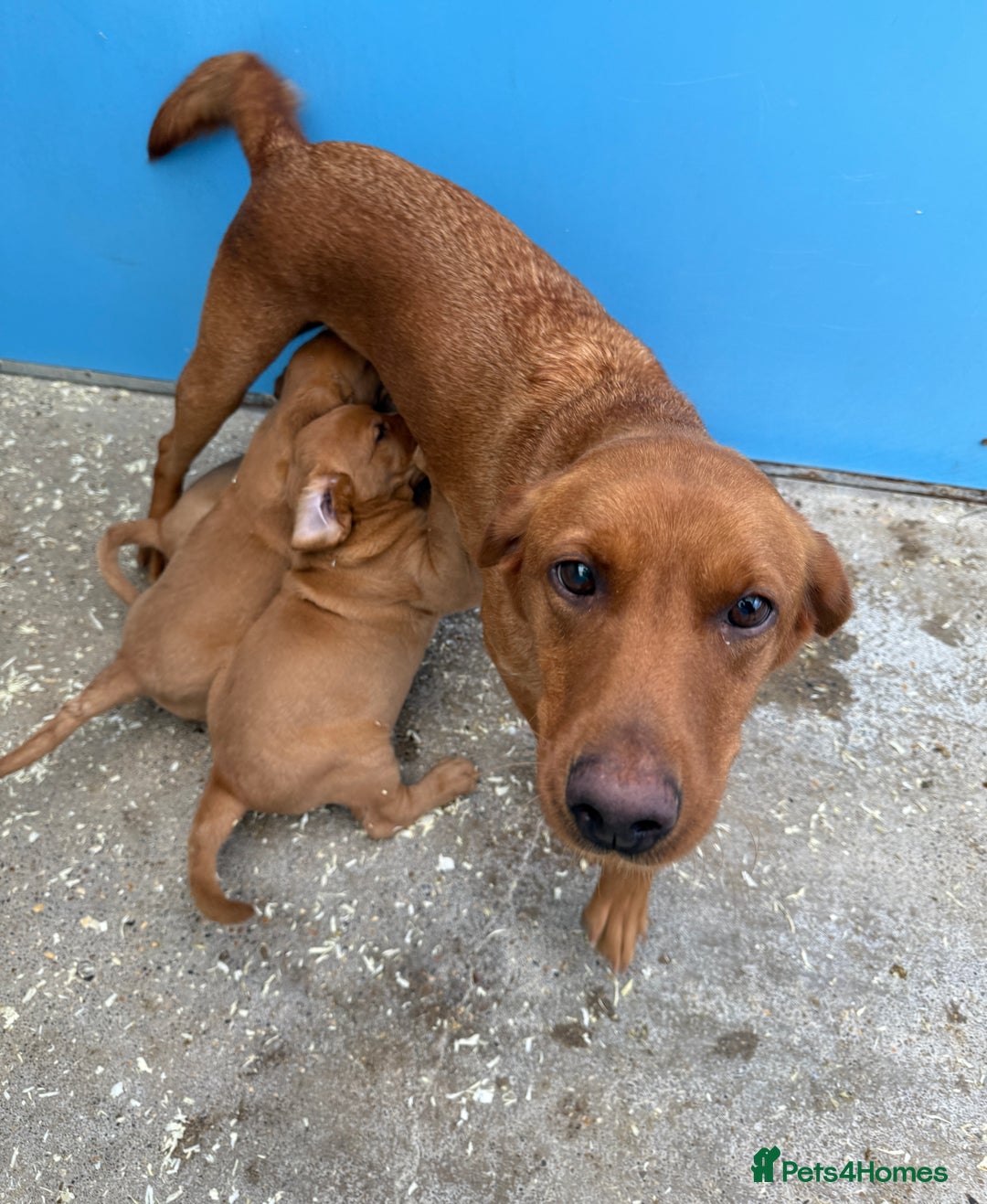 Goldador dogs for sale: Chunky dark red Goldador puppies  - Image 10