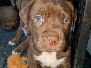 Mixed Breed dogs Labrabull Puppies 5 remaining 🐾 - Advert 3