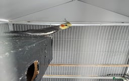 Cockatiels birds for sale: Cocktail for sale - Image 3