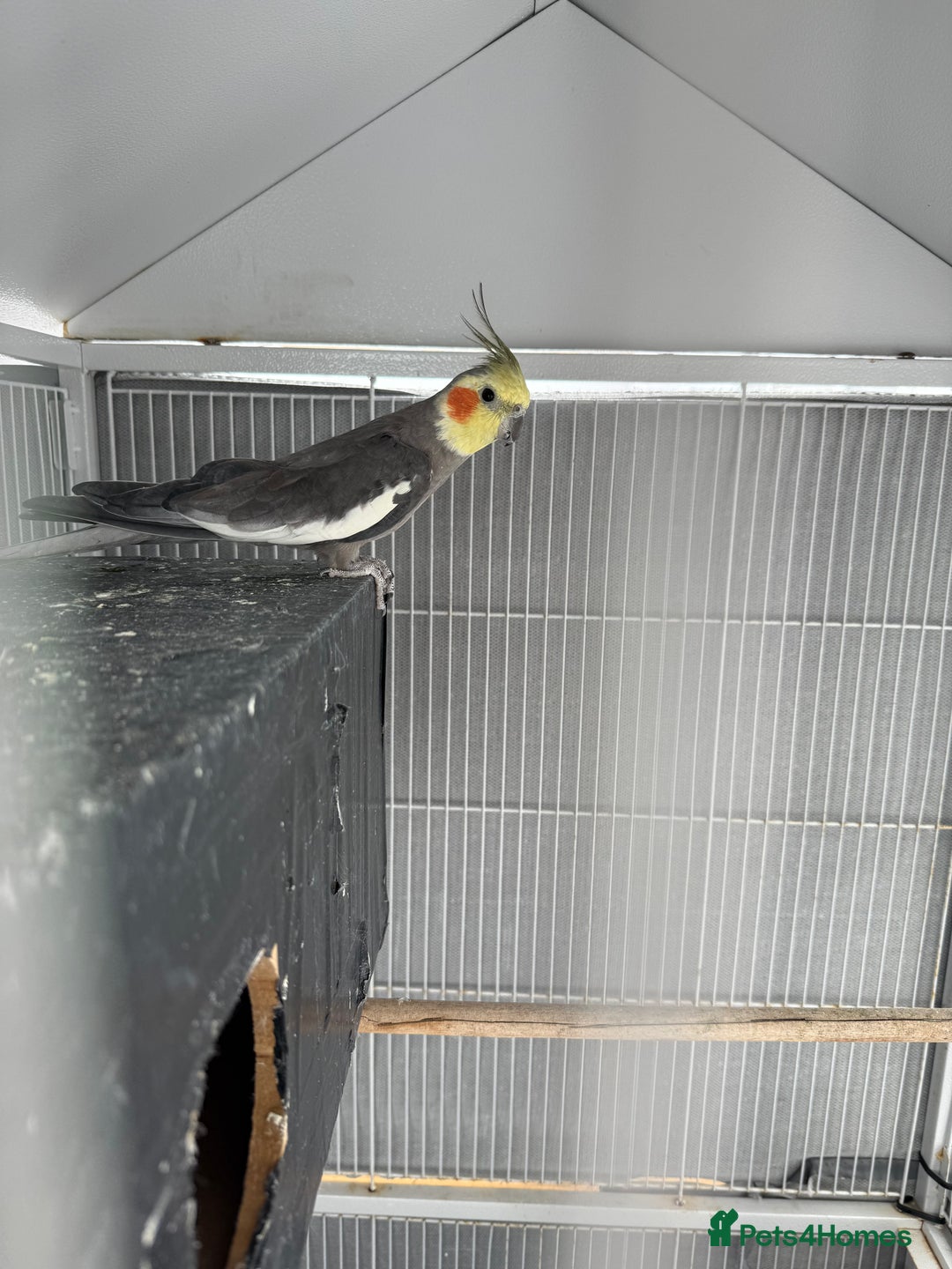 Cockatiels birds for sale: Cocktail for sale - Image 3