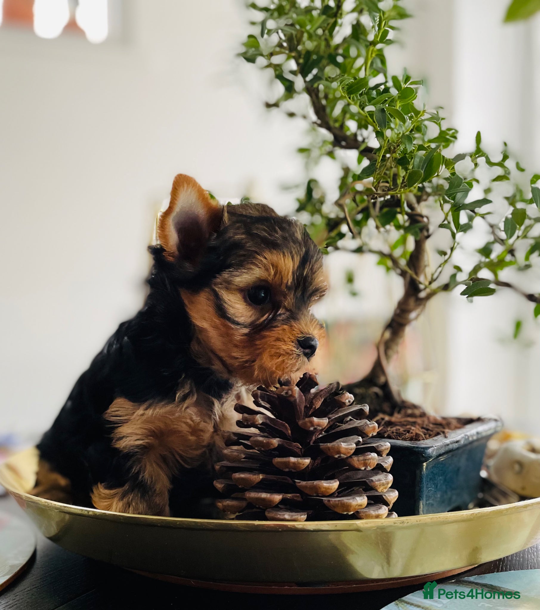 Yorkshire Terrier dogs Adorable KC Yorkies – Last Girl available ❤️ - Advert 10