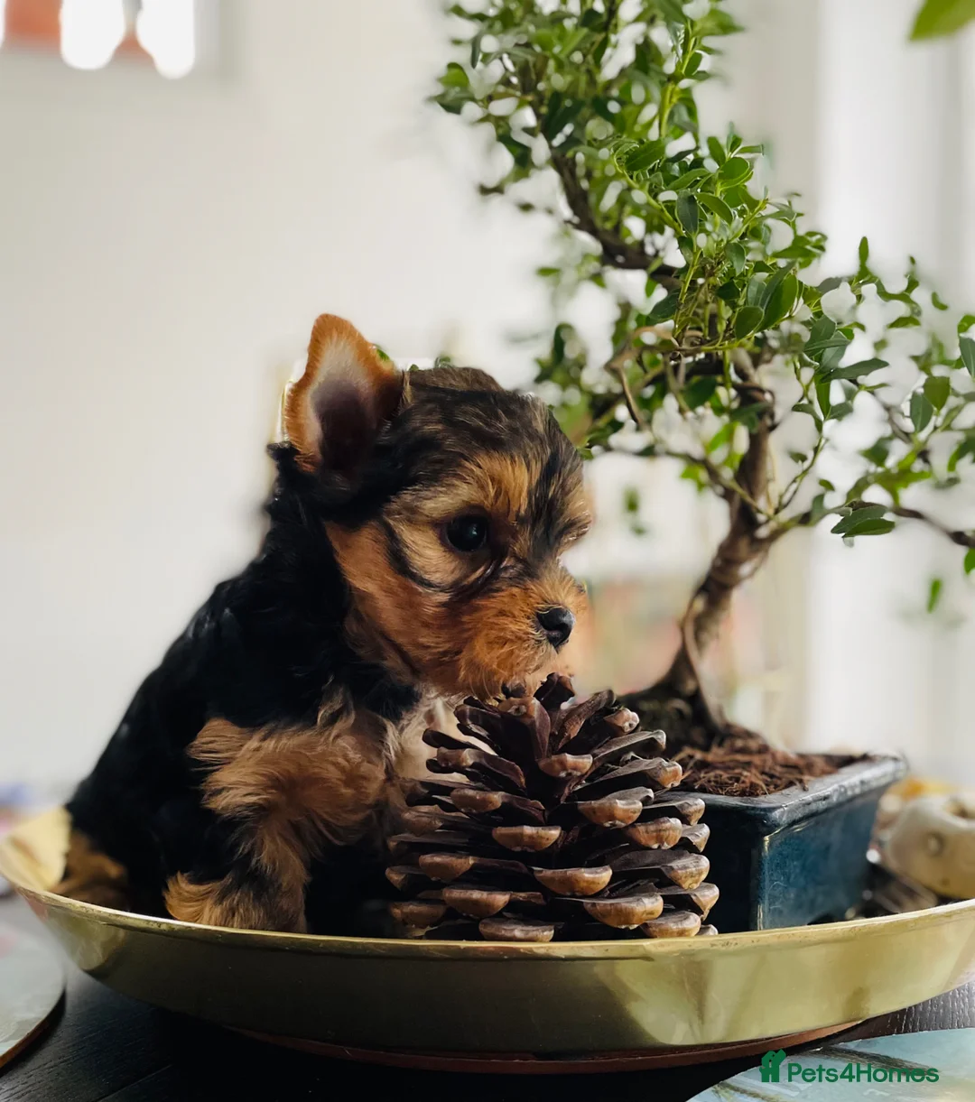 Yorkshire Terrier dogs for sale: Adorable KC Yorkies – Last Girl available ❤️ - Advert 1
