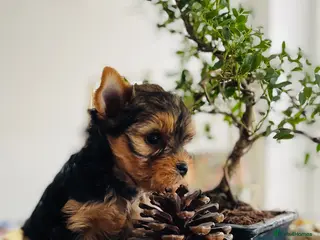 Yorkshire Terrier dogs Adorable KC Yorkies – Last Girl available ❤️ - Advert 6
