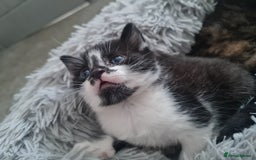 Mixed Breed cats for sale: 🐾 3 Adorable Kittens 2 female 1 male - Image 11