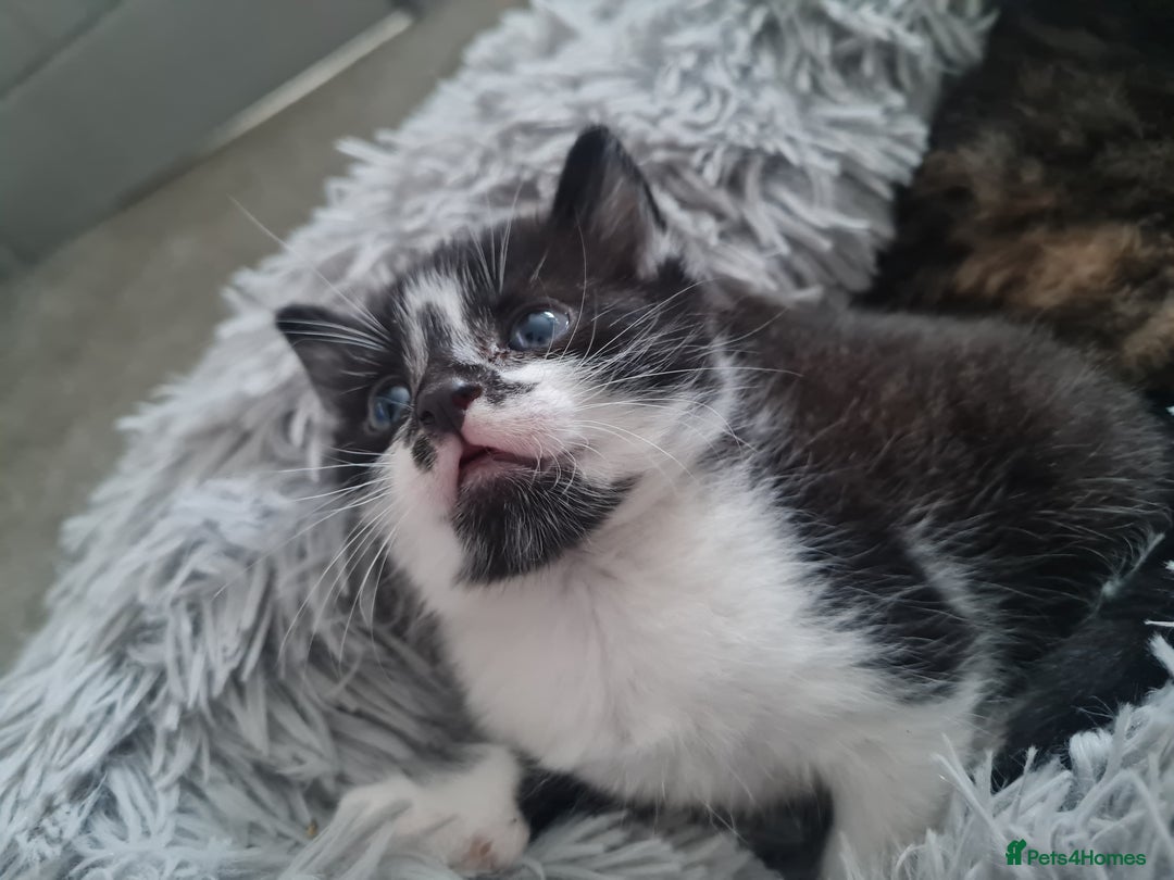 Mixed Breed cats for sale: 🐾 3 Adorable Kittens 2 female 1 male - Image 11
