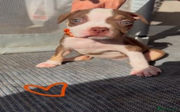 American Bully dogs for sale: Beautiful American Bullies (NOT XL) - Image 7