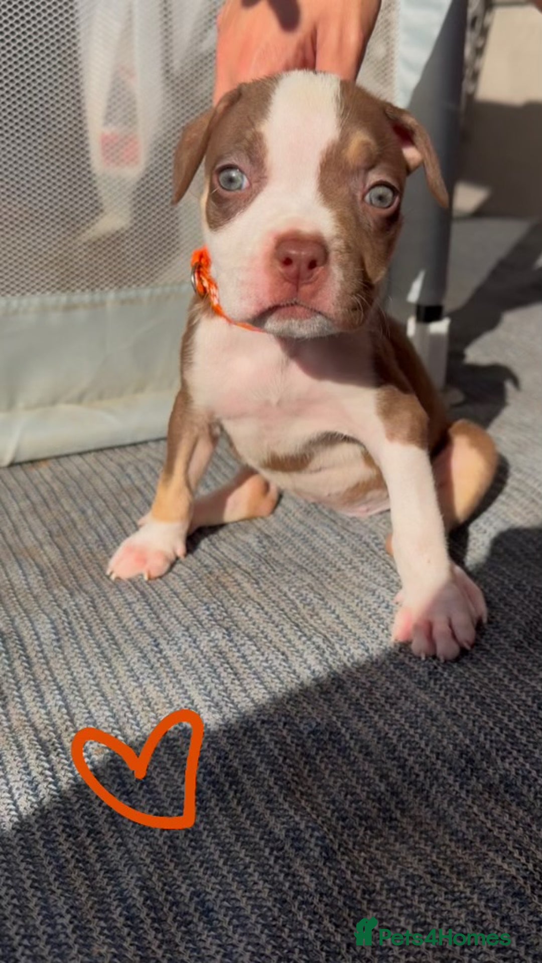 American Bully dogs for sale: Beautiful American Bullies (NOT XL) - Image 7