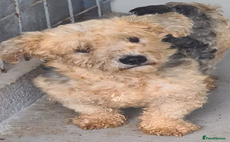Mixed Breed dogs - Advert 2
