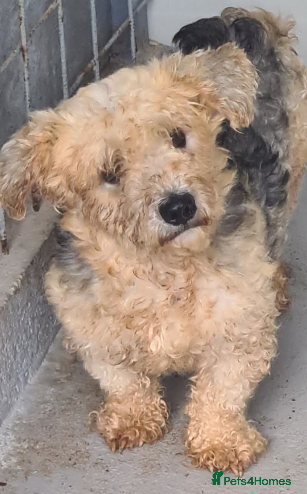 Mixed Breed dogs for adoption: Little Ted, small 5kg male - Image 1