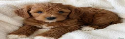 Mini Goldendoodle dogs for sale: ❤️ Beautiful Red & Gold Mini Goldendoodle Puppies  - Advert 17