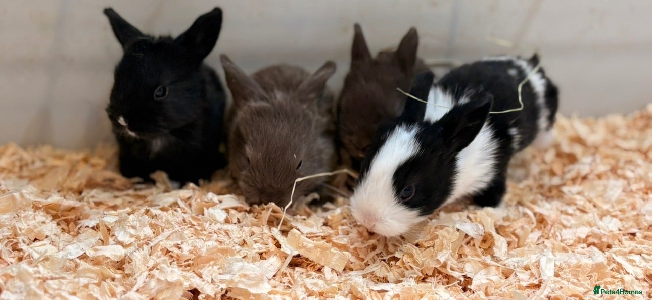 Mini Lop rabbits Mini lop x Rex bunnies for sale - Advert 1