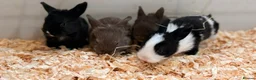Mini Lop rabbits for sale: Mini lop x Rex bunnies for sale - Advert 1