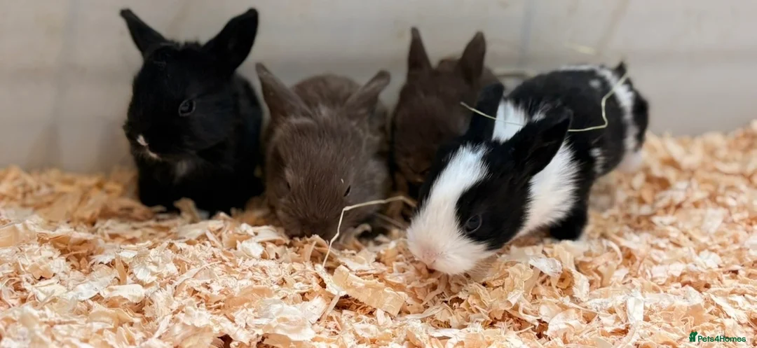 Mini Lop rabbits for sale: Mini lop x Rex bunnies for sale - Advert 1