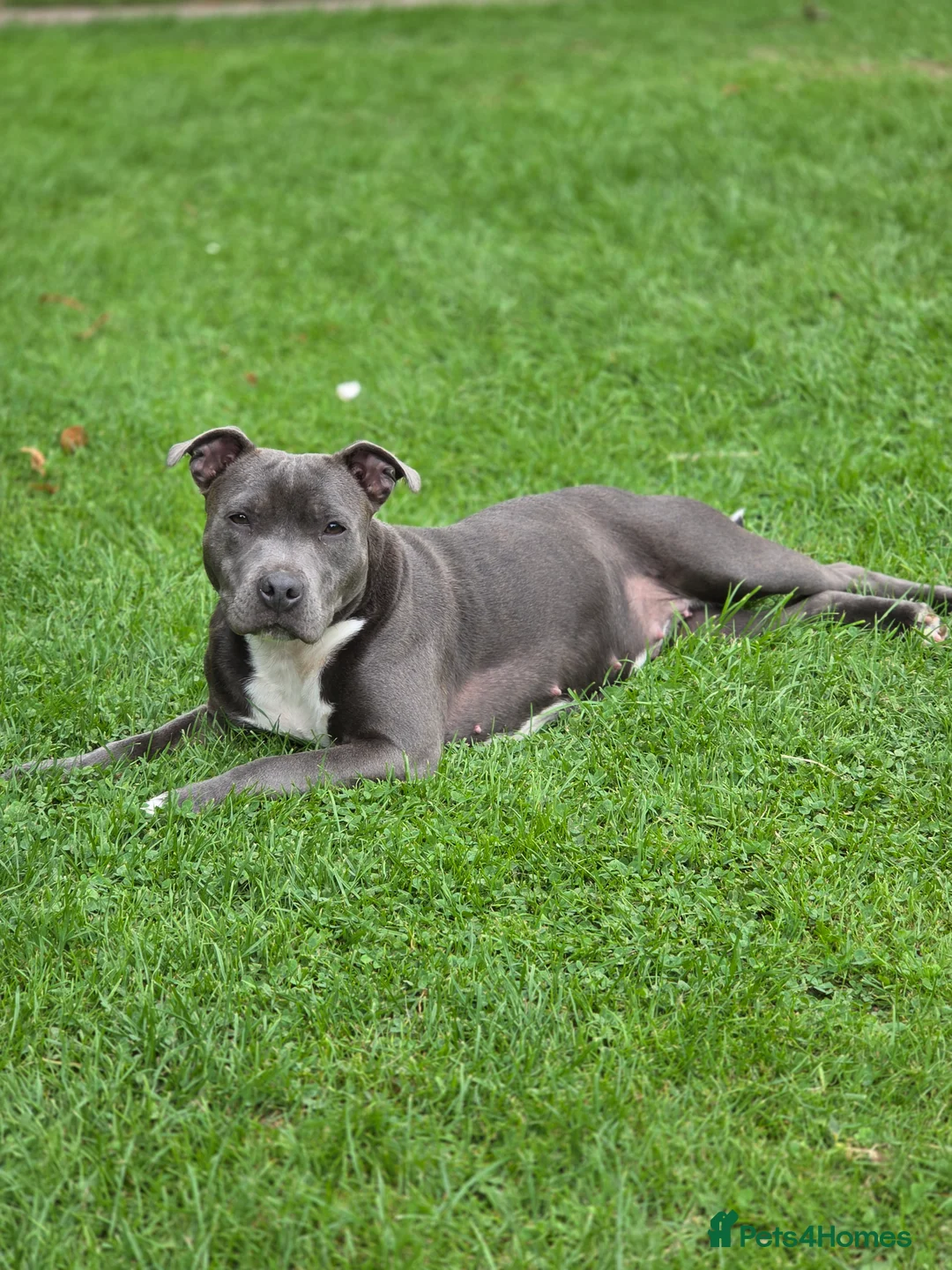 Staffordshire Bull Terrier dogs for sale: KC Reg Staffordshire Bull terrier puppies  - Advert 25