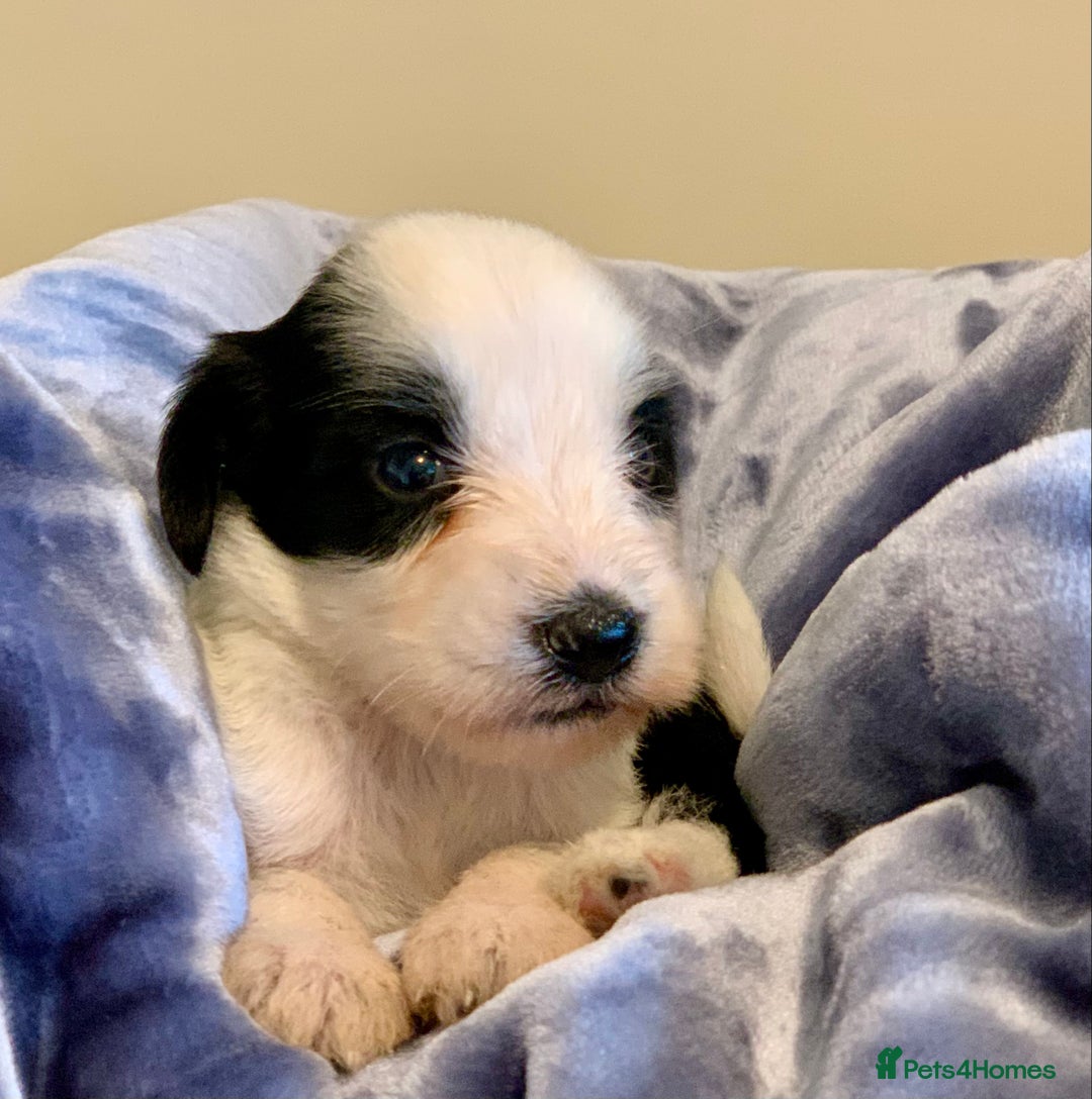 Tibetan Terrier dogs for sale: Lovely Litter of KC Reg Tibetan Terrier puppies  - Advert 16