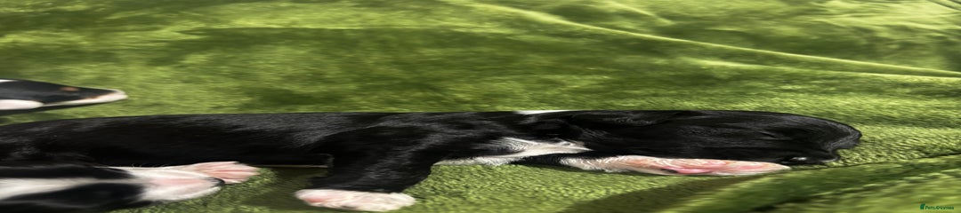 Chinese Crested Puppy 4