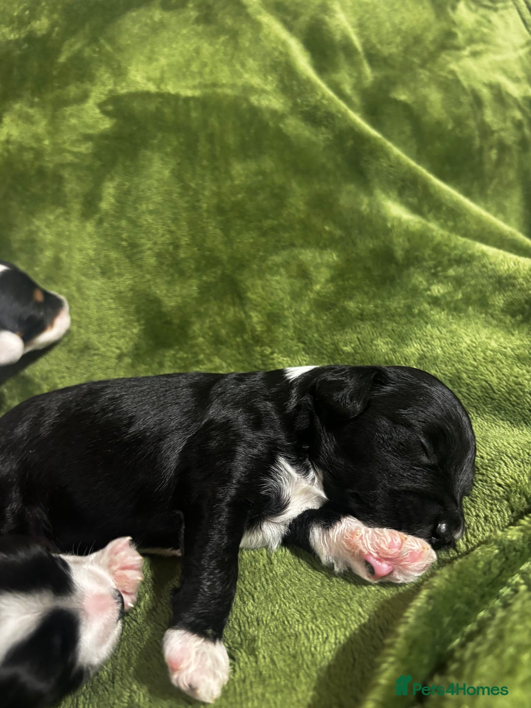 Chinese Crested dogs for sale: Powderpuff Chinese crested  - Image 2