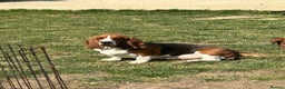 Basset Hound dogs for sale: Stunning Basset hound puppies!! KC reg. - Advert 11
