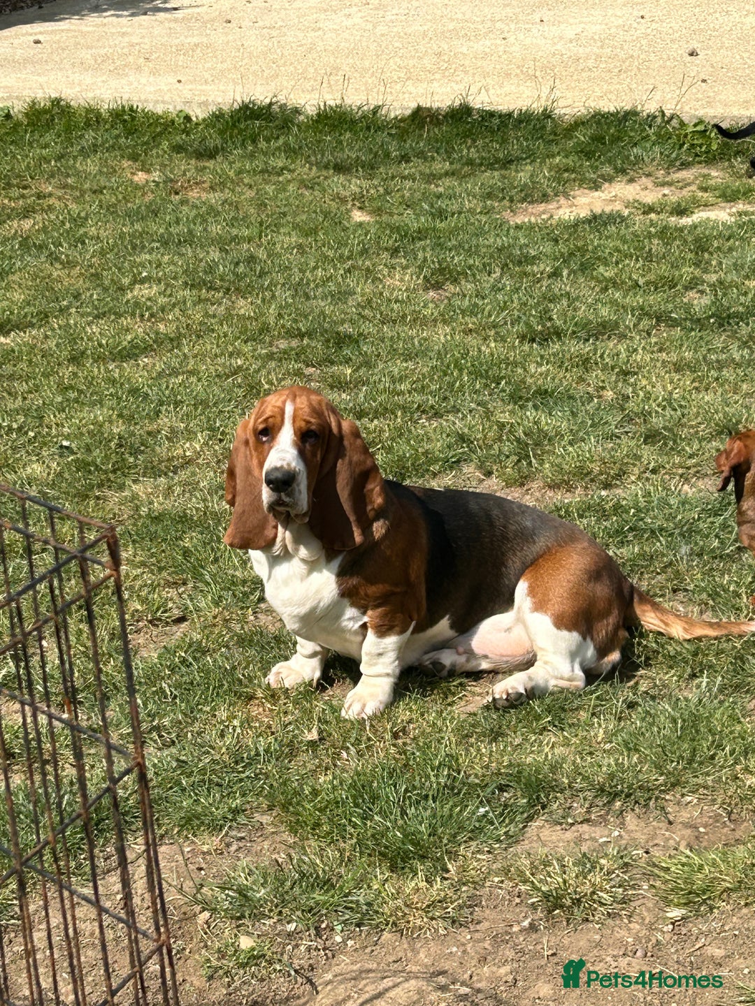 Basset Hound dogs for sale: Stunning Basset hound puppies!! KC reg. - Advert 11
