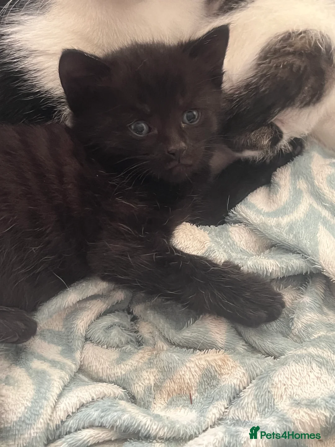 Mixed Breed cats for sale: Beautiful kittens looking for forever homes - Advert 2