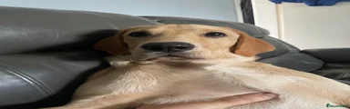 Labrador Retriever 1