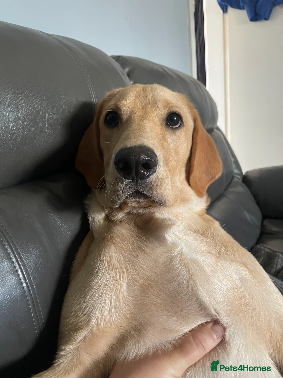 Labrador Retriever dogs for sale: Yellow Labrador retriever  - Advert 2