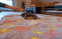 Mixed Breed cats for sale: Beautiful kittens - Advert 11