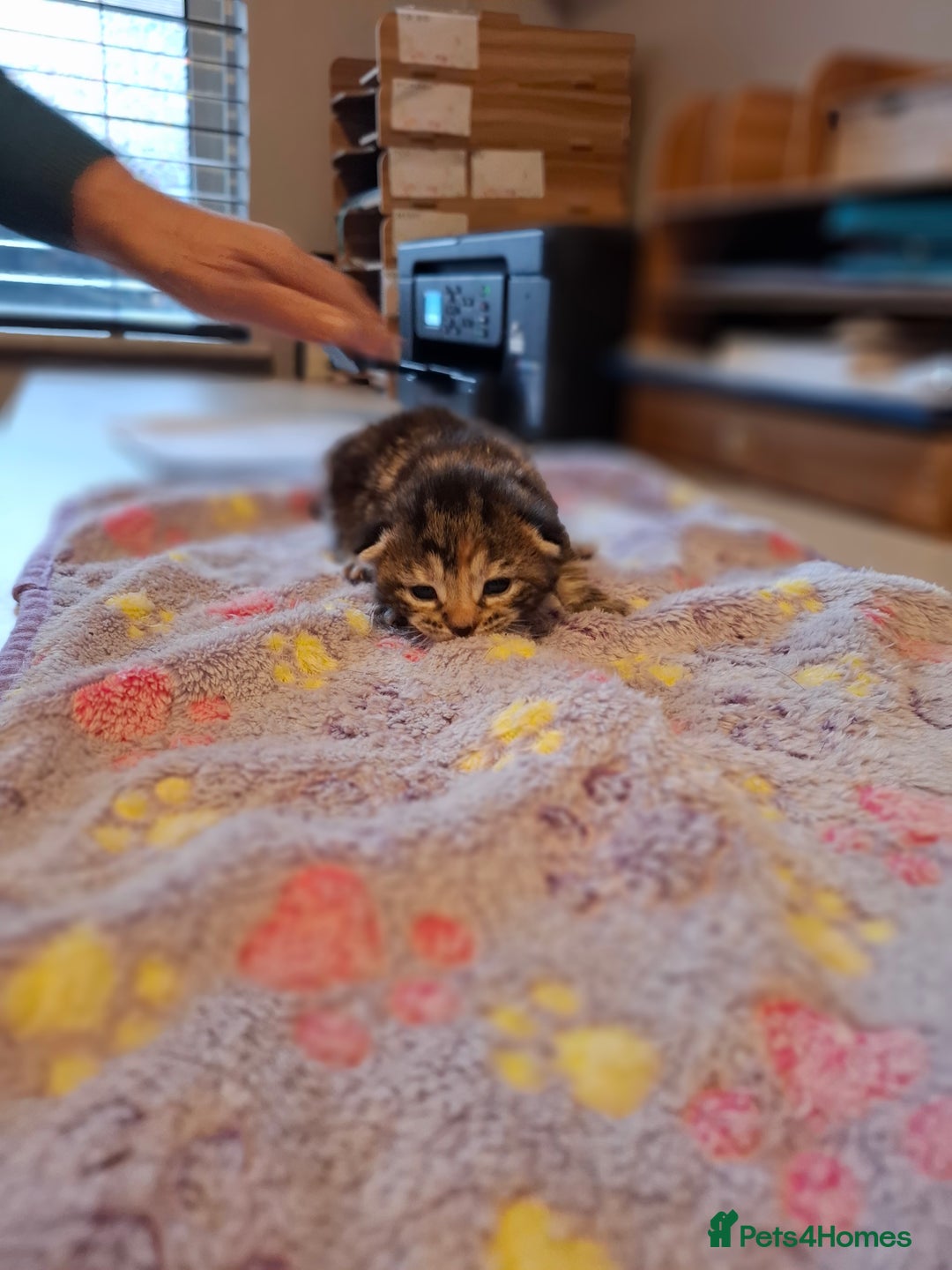 Mixed Breed cats for sale: Beautiful kittens - Advert 11