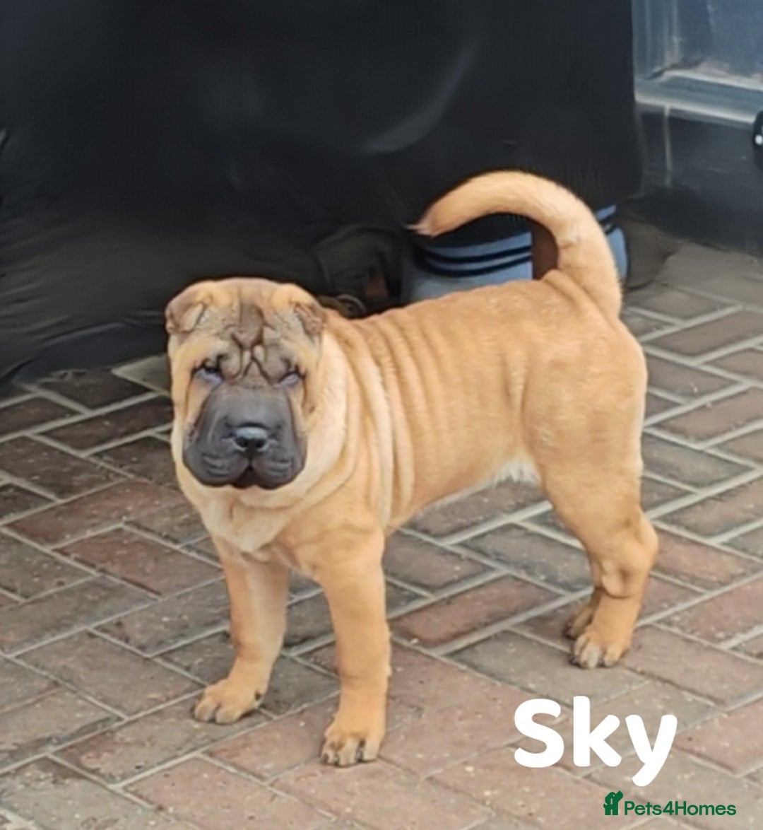 Shar Pei dogs for sale: Sujarah Shar Pei Puppies Available  - Image 10