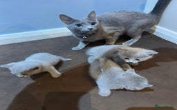 Russian Blue cats for sale: Adorable Russian blue kitten champion bloodline - Image 14