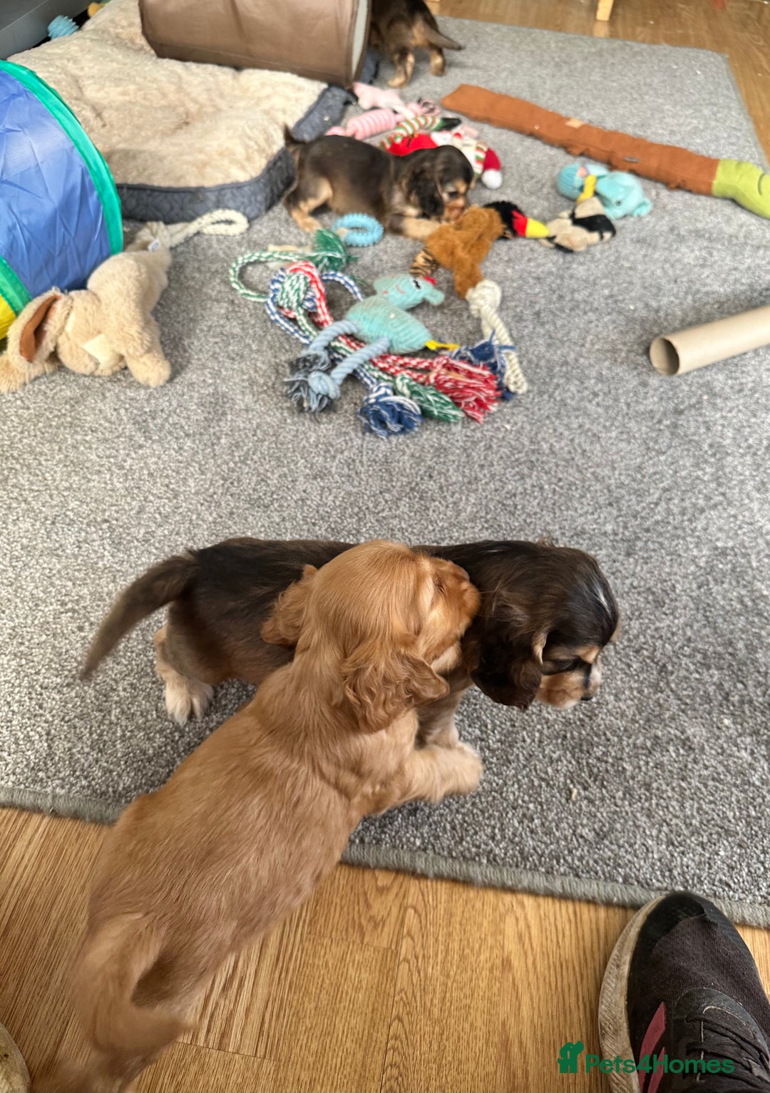 Cocker Spaniel dogs for sale: Handsome boys - Image 14