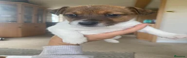 Jack Russell 3