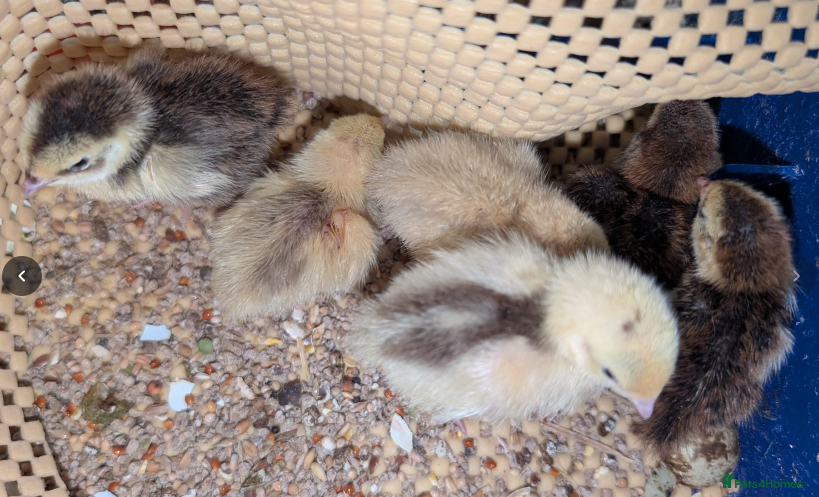 Chickens poultry unsexed chicks and quail - Advert 13