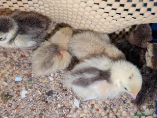 Chickens poultry unsexed chicks and quail - Advert 13