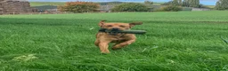 Labrador Retriever dogs for stud: Well proven FOX RED Labrador stud - Advert 5