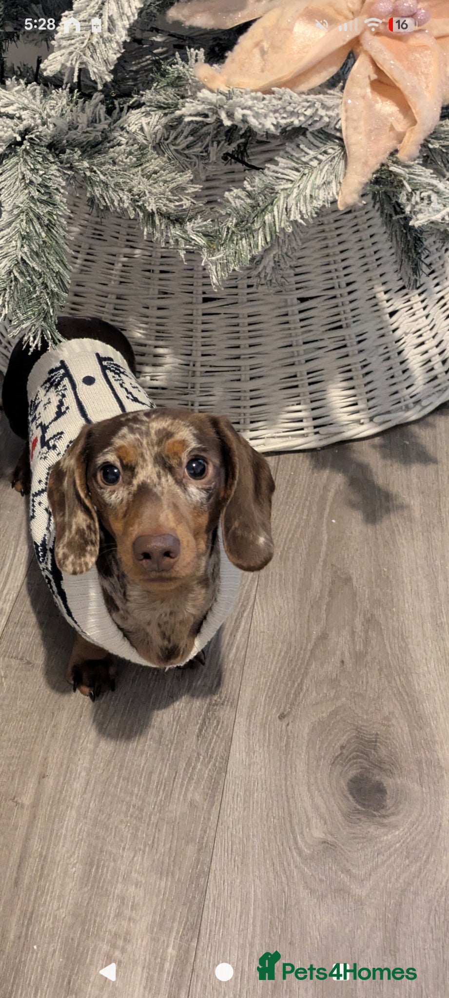 Dachshund dogs Chocolate dapple dachshund  - Advert 13