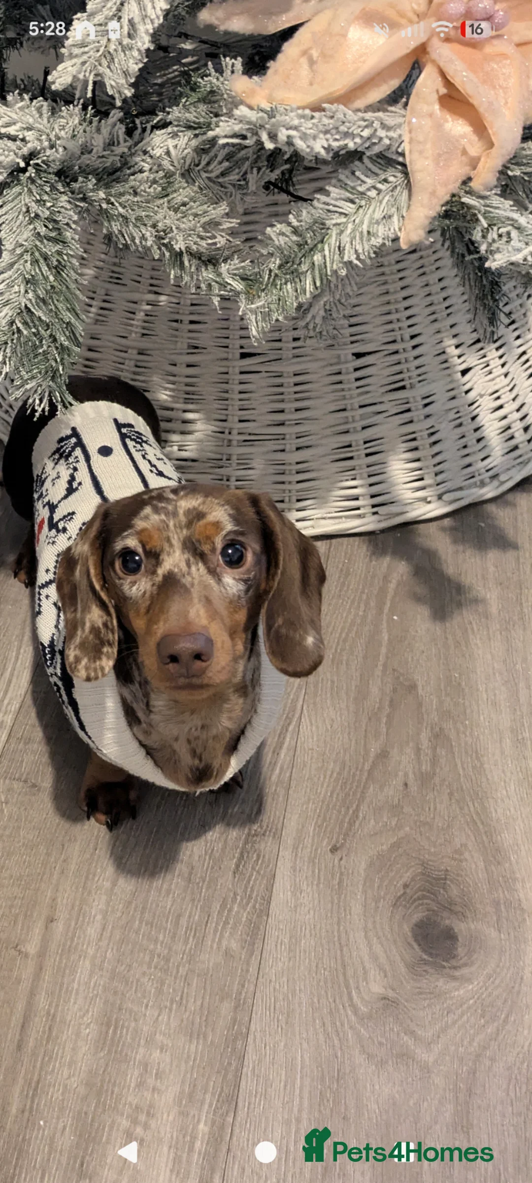 Dachshund dogs for sale: Chocolate dapple dachshund  in Llanelli - Advert 1