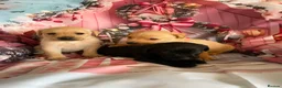 Labrador Retriever dogs for sale: Labrador puppies deposit secures in Castleford - Advert 8