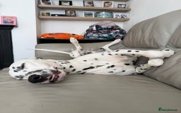 Dalmatian dogs for sale: Potential rehome - male LUA Dalmatian  - Advert 3