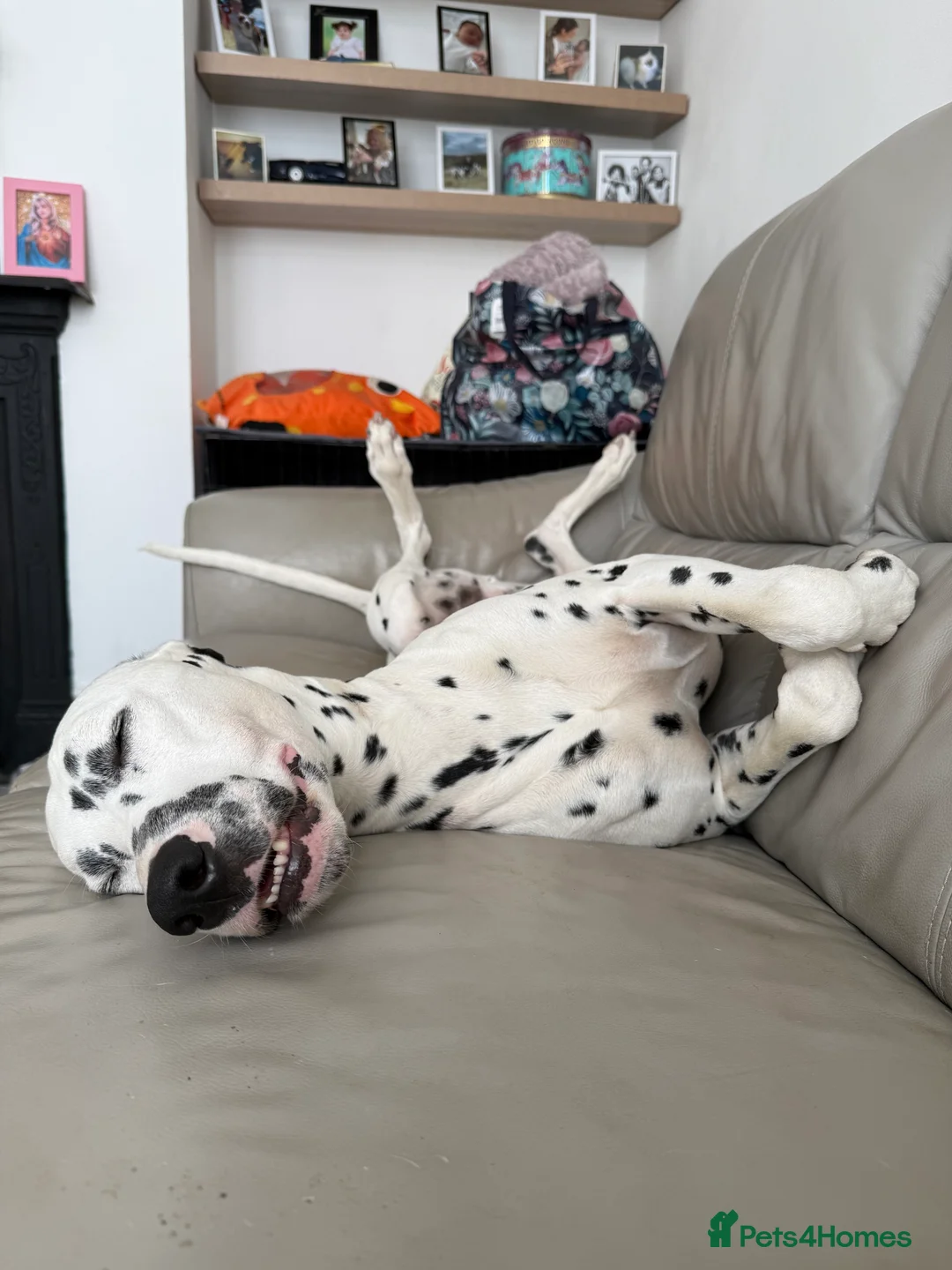 Dalmatian dogs for sale: Potential rehome - male LUA Dalmatian  - Advert 3