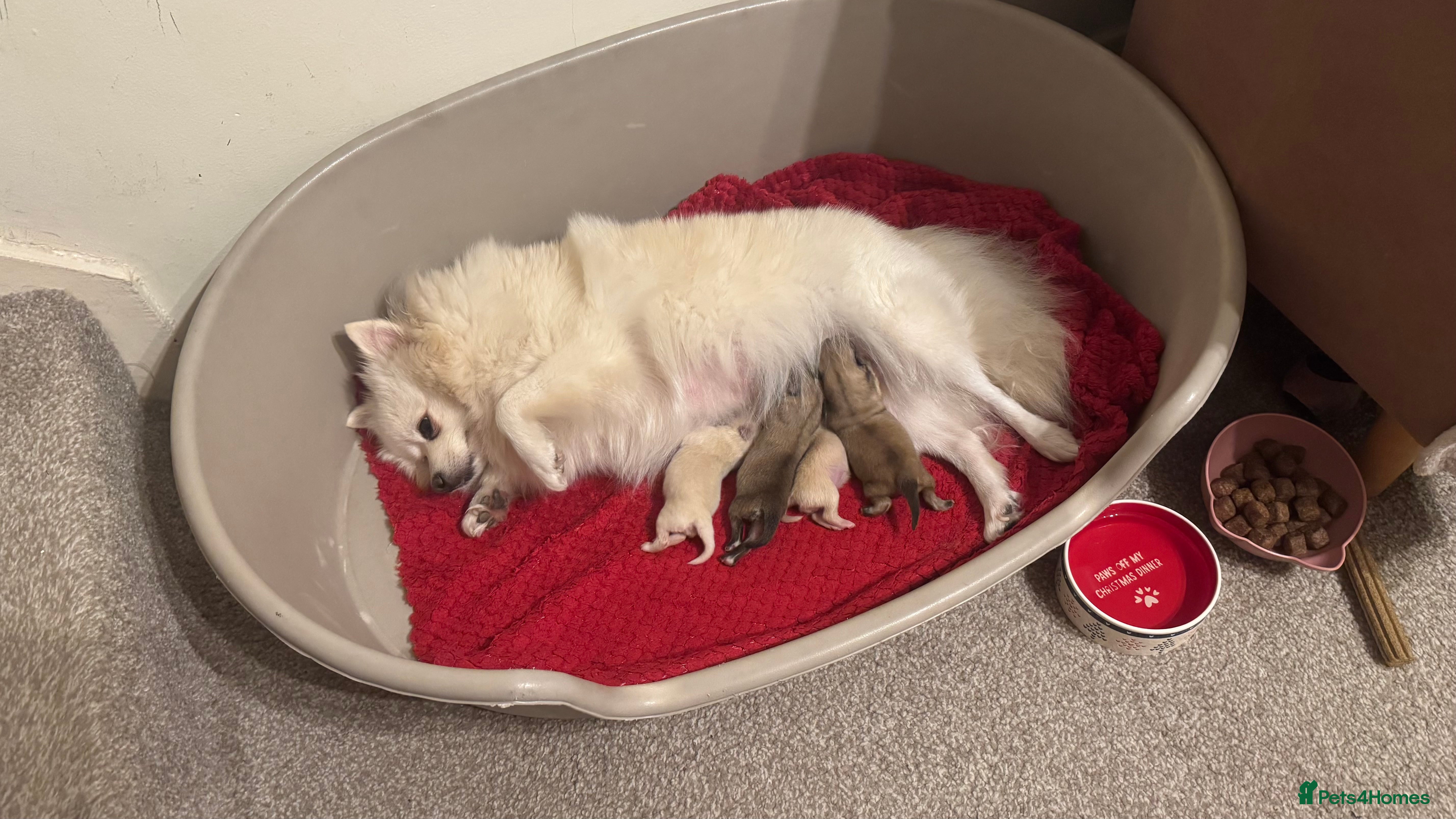 Pomeranian dogs 🐾Fluffy Little Pomeranians for sale🐾 - Advert 14