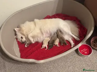 Pomeranian dogs 🐾Fluffy Little Pomeranians for sale🐾 - Advert 2