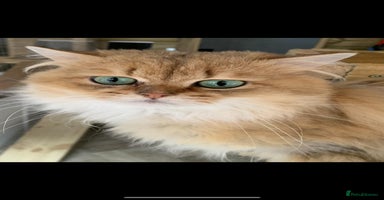 British Longhair cats - Advert 4