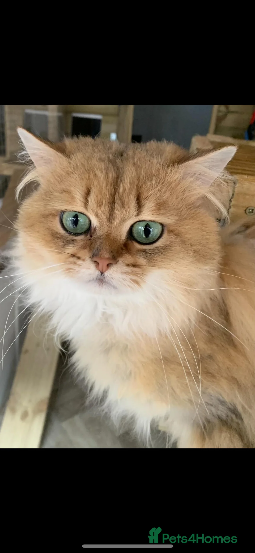 British Longhair cats for stud: Proven male / Russian import / Black golden Blh - Advert 2