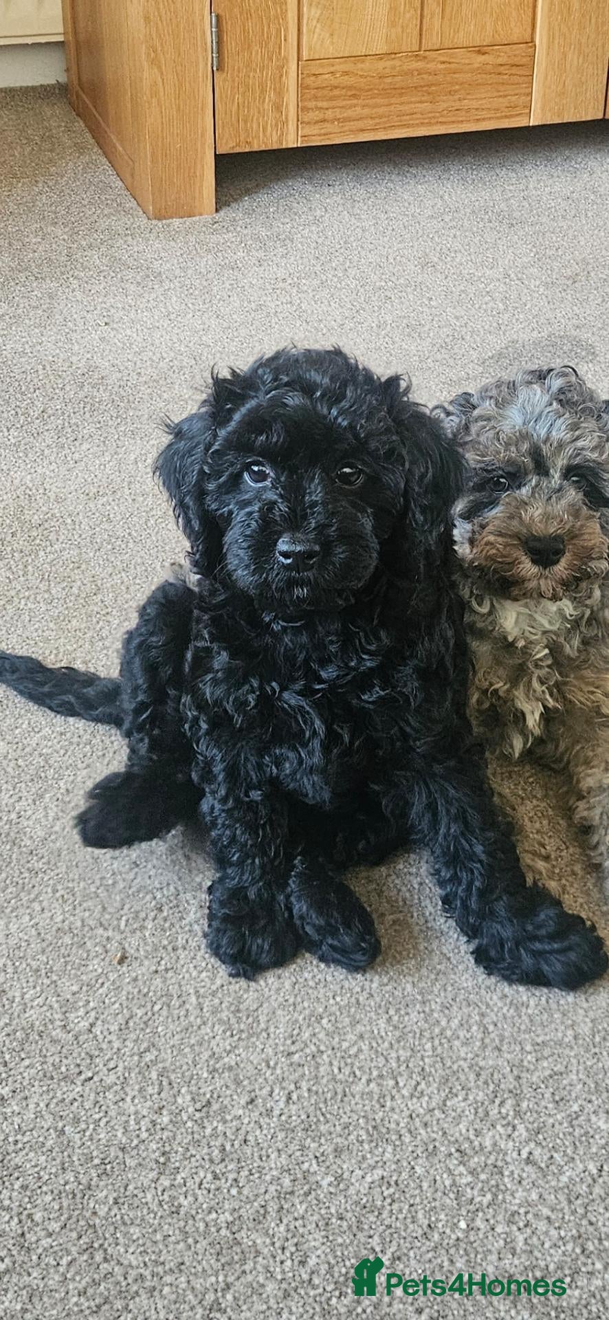 Cavapoo dogs READYtoday. Cavapoos puppies - Advert 17